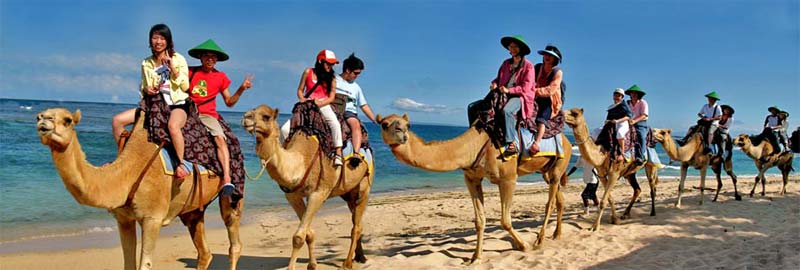 バリキャメル　サファリ