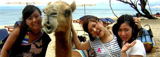 バリキャメル　サファリ