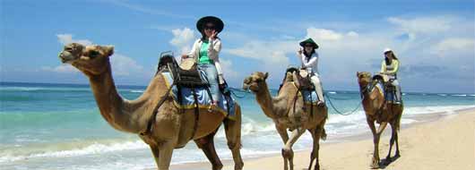 バリキャメル　サファリ