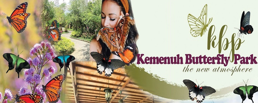 �o���E�o�^�t���C�E�p�[�N�@